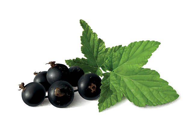 Black Currant & Jasmine